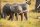 AS Creation AP Digital Kenya Little Elephants Fototapete Größe 4,00m x 2,70 m  AP 470-501