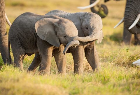 AS Creation AP Digital Kenya Little Elephants Fototapete Größe 2,00m x 1,33 m M 475-501
