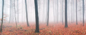 AS Creation AP Digital 3 Fototapete Fog in Forest...