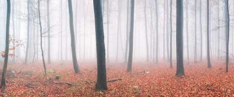 AS Creation AP Digital 3 Fototapete Fog in Forest  Größe 6,00 m x 2,50 m 472836