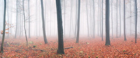 AS Creation AP Digital 3 Fototapete Fog in Forest  Größe 6,00 m x 2,50 m 476836
