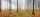 AS Creation AP Digital 3 Fototapete Fog in Forest  Größe 6,00 m x 2,50 m
