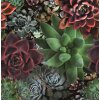 Tapeten Marburg Smart Art Aspiration Bella 46701 Digitaldruck