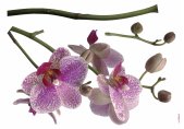 Tapeten Komar 17702h  Deco-Sticker "Orchidee"  lila/weiß/grün            