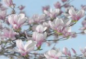 Tapeten Komar 8-738  Fototapete "Magnolia"  blau/weiß/rosa            
