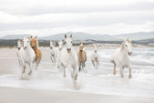 Tapeten Komar 8-986  Fototapete "White Horses"  weiss/beige           