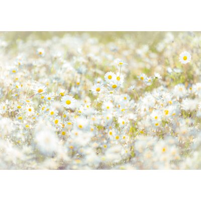 Tapeten Komar 8-994  Fototapete "Daisies"  weiß/gelb/grün