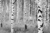 Tapeten Komar XXL4-023  Vlies Fototapete "Woods"  schwarz/weiß           