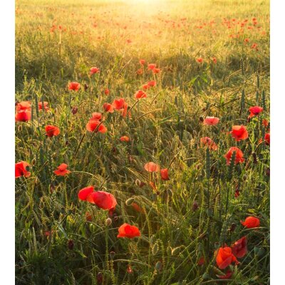 Tapeten Komar SHX5-071  Vlies Fototapete "Poppy World"  bunt