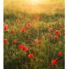 Tapeten Komar SHX5-071  Vlies Fototapete "Poppy World"  bunt