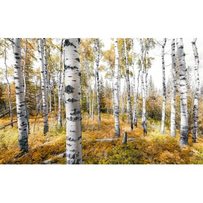 Tapeten Komar SHX9-015  Vlies Fototapete "Colorful Aspenwoods"  bunt