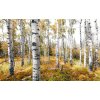 Tapeten Komar SHX9-015  Vlies Fototapete "Colorful Aspenwoods"  bunt