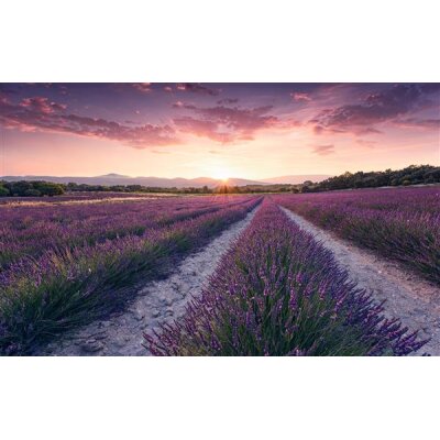 Tapeten Komar SHX9-052  Vlies Fototapete "Lavender Dream"  bunt