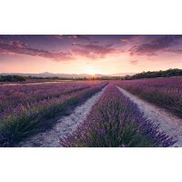 Tapeten Komar SHX9-052  Vlies Fototapete "Lavender Dream"  bunt