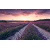 Tapeten Komar SHX9-052  Vlies Fototapete "Lavender Dream"  bunt