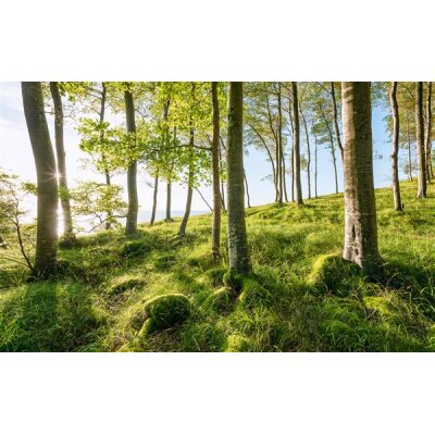 Tapeten Komar SHX9-102  Vlies Fototapete "Zauberhaftes Buchenspektakel"  bunt