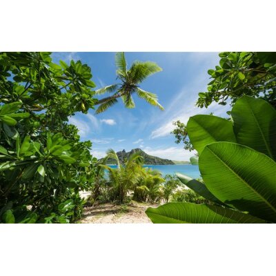 Tapeten Komar SHX9-106  Vlies Fototapete "Cast Away Jungle "  bunt