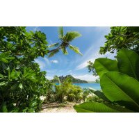 Tapeten Komar SHX9-106  Vlies Fototapete "Cast Away Jungle "  bunt