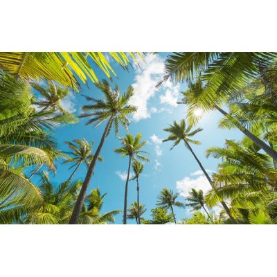 Tapeten Komar SHX9-108  Vlies Fototapete "Coconut Heaven "  bunt