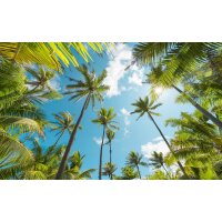 Tapeten Komar SHX9-108  Vlies Fototapete "Coconut Heaven "  bunt