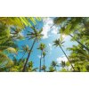 Tapeten Komar SHX9-108  Vlies Fototapete "Coconut Heaven "  bunt