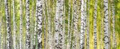 AP Digital 4  Birch Forest