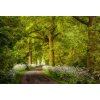 AP Digital 4  Cow Parsley