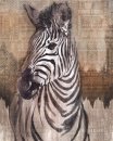 Tapeten Komar X4-1010  Colours Imagine Edition 5 Zebra...