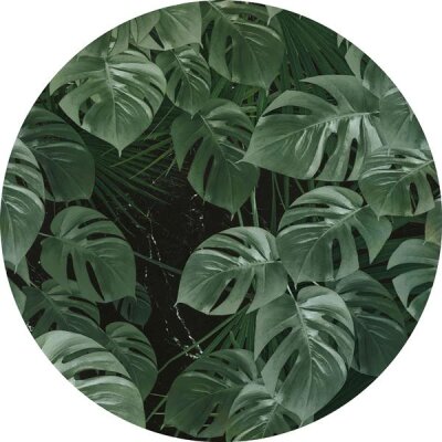 Tapeten Komar D1-023 Selbstklebende Fototapete/Wandtattoo Vlies  - Novel Monstera - Größe 125 x 125 cm