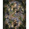 Tapeten Komar X4-1046 Fototapeten Vlies  - Wild Cats - Größe 200 x 250 cm