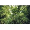 Tapeten Komar SH041-VD4 Fototapeten Vlies  - Into The Jungle - Größe 400 x 250 cm