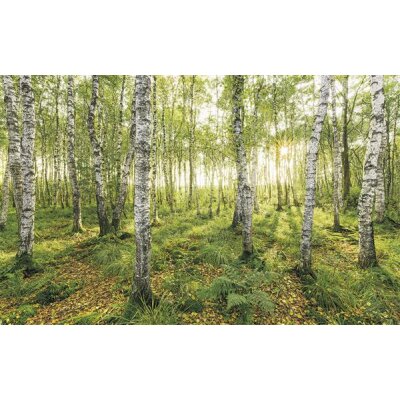 Tapeten Komar SH043-VD4 Fototapeten Vlies  - Birch Trees - Größe 400 x 250 cm