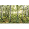 Tapeten Komar SH043-VD4 Fototapeten Vlies  - Birch Trees - Größe 400 x 250 cm
