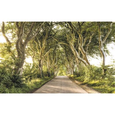 Tapeten Komar SH057-VD4 Fototapeten Vlies  - Golden Hedges - Größe 400 x 250 cm