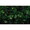 Tapeten Komar P333-VD4 Fototapeten Vlies  - Tropical Wall - Größe 400 x 250 cm