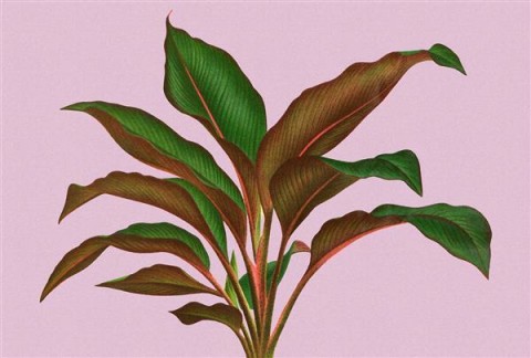 AS Digital Wandbilder Walls by Patel 3 DD121956 leaf garden 3 4,00 m  x 2,70 m 200 g Vlies Premium