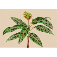 AS Digital Wandbilder Walls by Patel 3  leaf garden 4