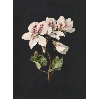 AS Digital Wandbilder Walls by Patel 3  midnightgarde1