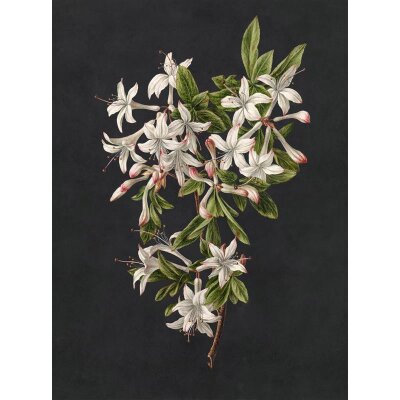 AS Digital Wandbilder Walls by Patel 3  midnightgarde2