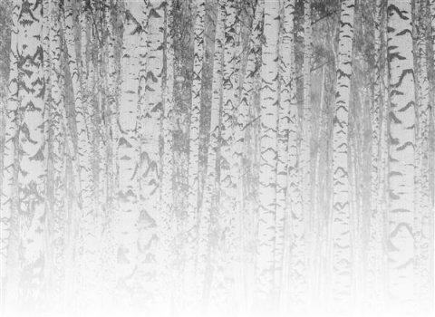 AS Digital Wandbilder Designwalls 2  BirchForest1