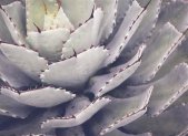AS Digital Wandbilder Designwalls 2  Cactusplant