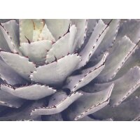 AS Digital Wandbilder Designwalls 2 DD123910 Cactusplant    0,9 x 0,6 m 270 g/m² Canvas