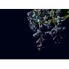 AS Digital Wandbilder Designwalls 2 DD123466 DarkFlowers2   3,5 x 2,55 m 170 g/m² Glattvlies Profi