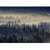 AS Digital Wandbilder Designwalls 2 DD123855 ForestInFog    0,9 x 0,6 m 270 g/m² Canvas