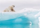 Komar Fototapeten 8-536 Papier Fototapete - Arctic Polar Bear - Größe 368 x 254 cm