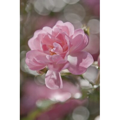 Komar Fototapeten 4-713 Papier Fototapete - Bouquet - Größe 184 x 254 cm