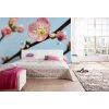 Komar Fototapeten V7-753 Vlies Fototapete - Peach Blossom - Größe 350 x 250 cm