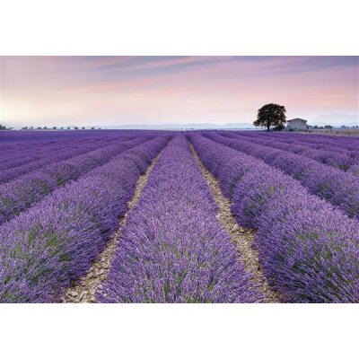 Komar Fototapeten X8-036 Vlies Fototapete - Provence - Größe 400 x 260 cm