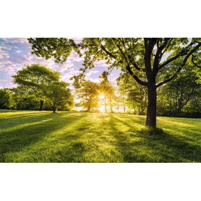 Komar Fototapeten PSH054-VD4 Vlies Fototapete - Golden Moment - Größe 400 x 250 cm