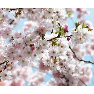 Komar Fototapeten 507-DV3 Vlies Fototapete - Spring - Größe 300 x 250 cm